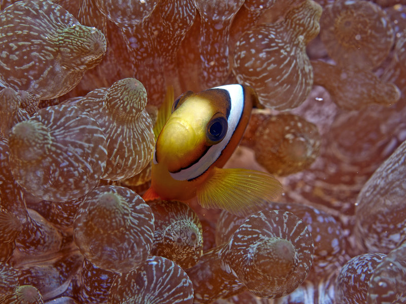 Clown Fish, Sabang Wreck
